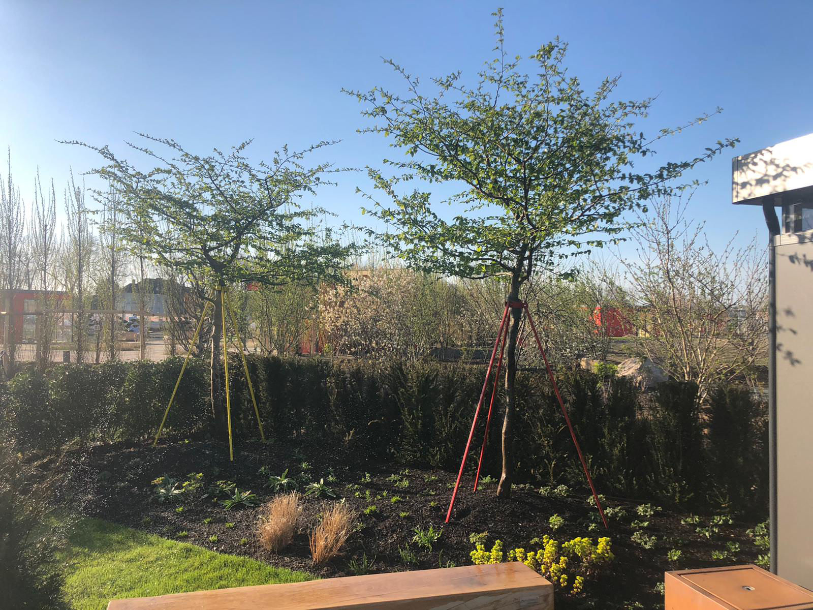 Pflanzen auf der Landesgartenschau 2020 Kampf-Lintfort. Projektgarten im Zechenpark, ZP 17. Realisiert durch die Krefelder Garten- und Landschaftsbaubetriebe Kreuz Garten- und Landschaftsbau, LHG Gärten und Stanka Landschaftsarchitektur